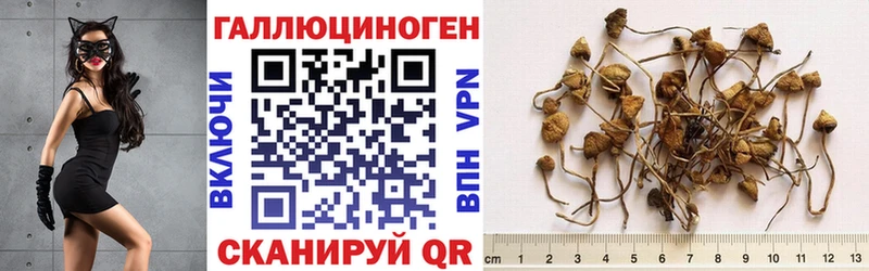 наркота  Моздок  Галлюциногенные грибы прущие грибы 